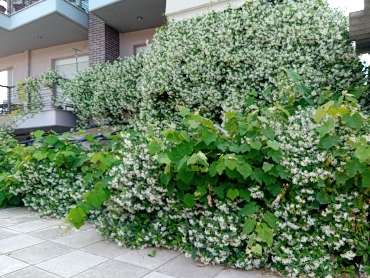 Stella'S Jasmine Tessalónica Exterior foto